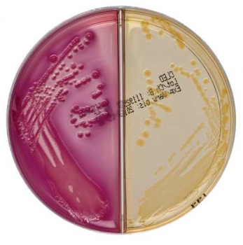 oxoid-cled-agar-macconkey-agar-nr-3