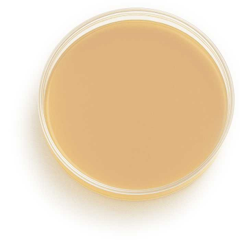 NUTRIPLATE Sabouraud 2% Glucose-Agar