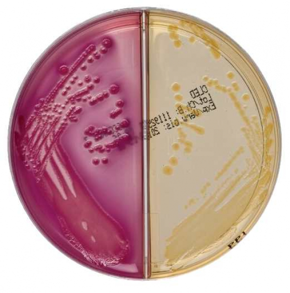 oxoid-cled-agar-macconkey-agar-nr-3 oxoid-cled-agar-macconkey-agar-nr-3